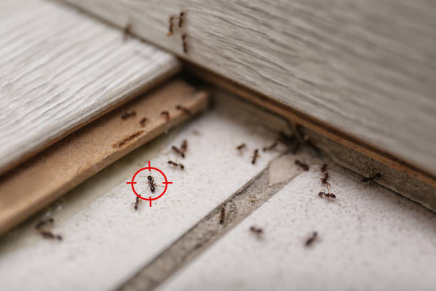 Best Pest Removal Services  in Vassar, MI